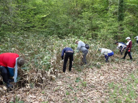 Cutting of underbrush