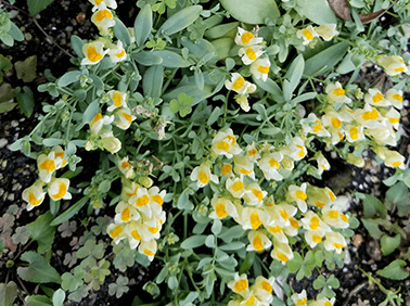 Linaria japonica (Japanese toadflax)