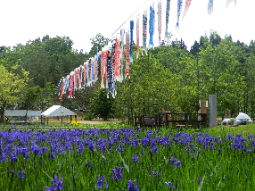 kakitsubata (Japanese iris) ②