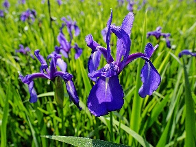 kakitsubata (Japanese iris) ①