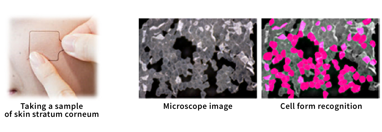 image: Estimate biomarker levels (Key protein to evaluate skin characteristics) in stratum corneum and cell form using deep learning