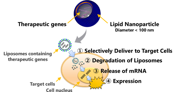 Image of Biodegradable Liposomes